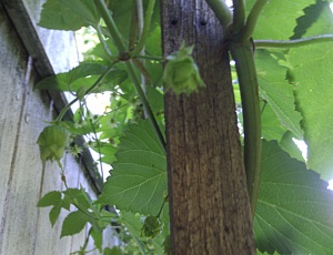 hops flower and baby cones
